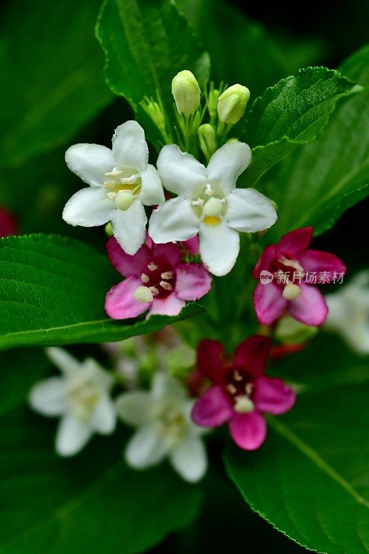 Weigela coraeensis花